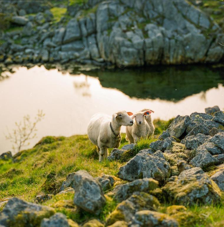 Two sheep stand on a grassy, rocky hill overlooking a body of water with a rocky cliff in the background.