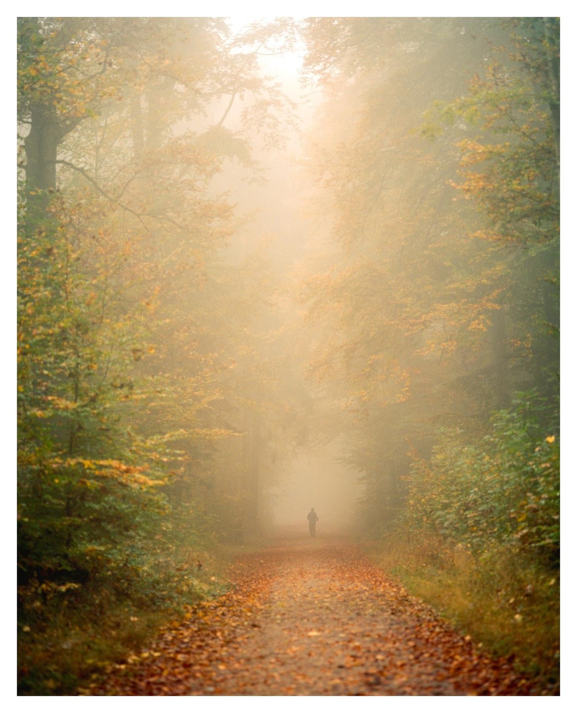 A person walks down a path covered in autumn leaves, surrounded by trees and fog.