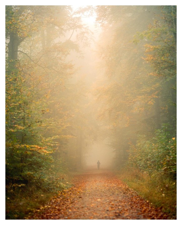 A person walks down a path covered in autumn leaves, surrounded by trees and fog.