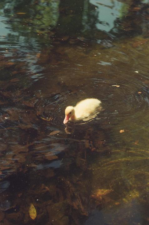 A small yellow duckling swims in dark water with reflections of trees.
