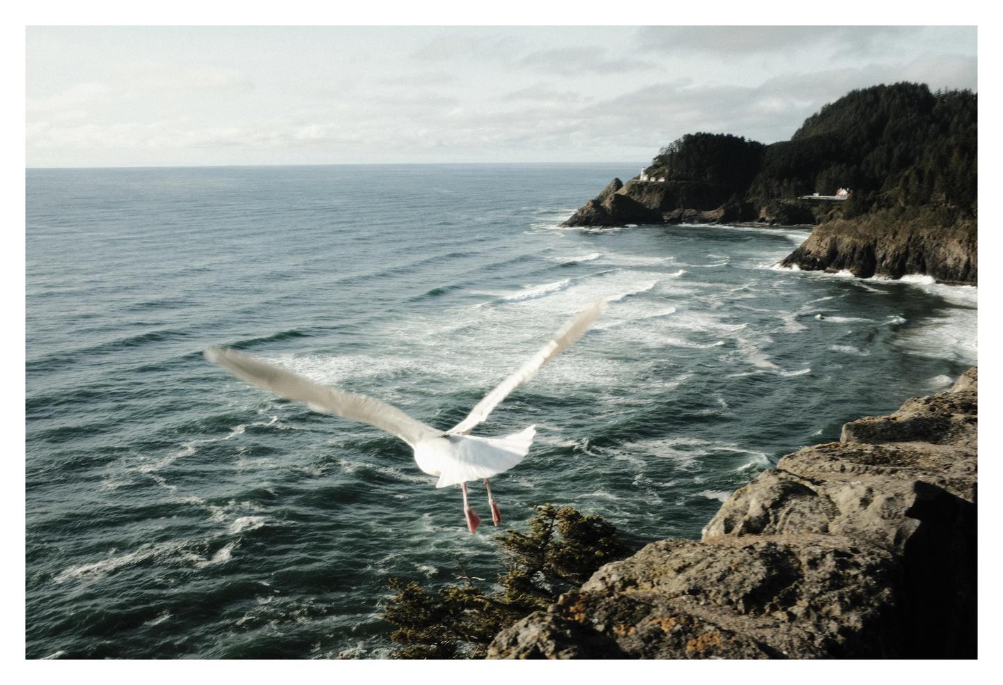 A seagull flies over a rocky coastline with a lighthouse in the distance.
