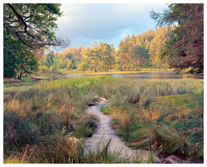 A small stream flows through tall grass towards a lake surrounded by a forest under a bright sky.