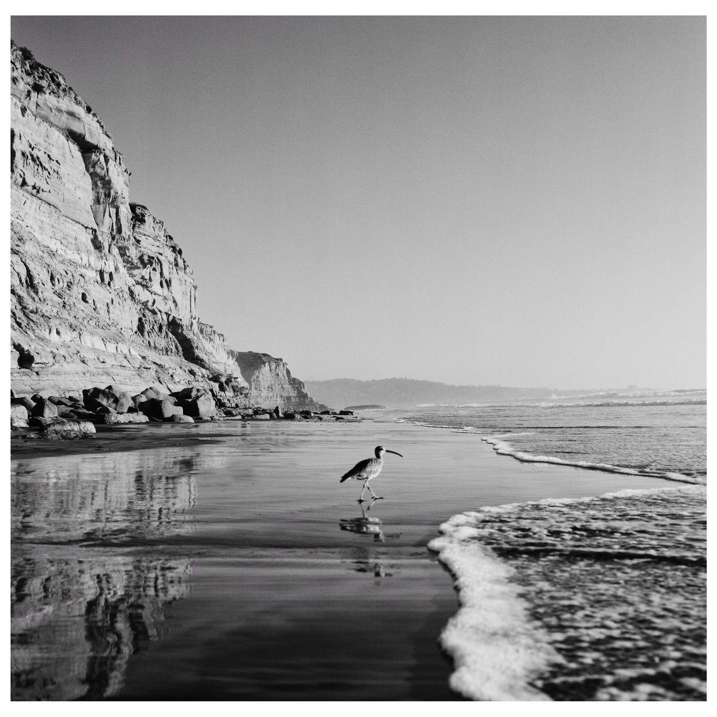 A bird walks along the wet sand of a beach with cliffs in the background.