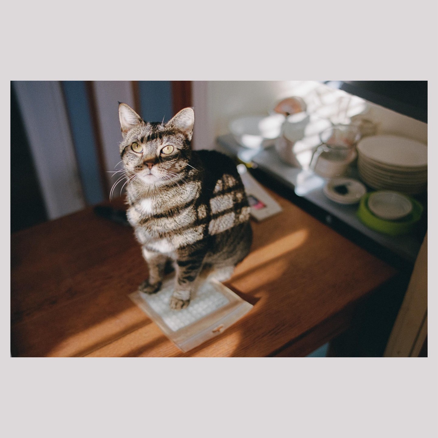 A tabby cat sits on a wooden table with sunlight casting shadows on its fur.