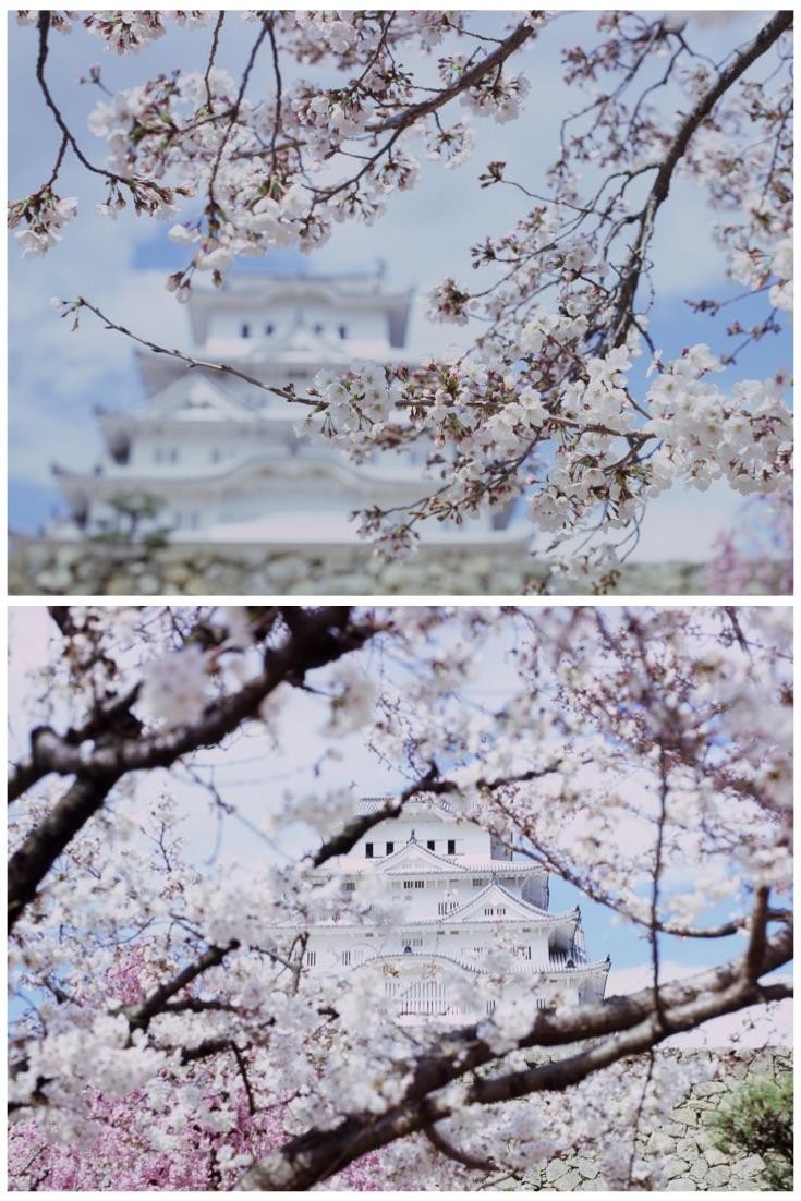 Cherry blossoms frame a white castle with multiple tiers and dark windows.