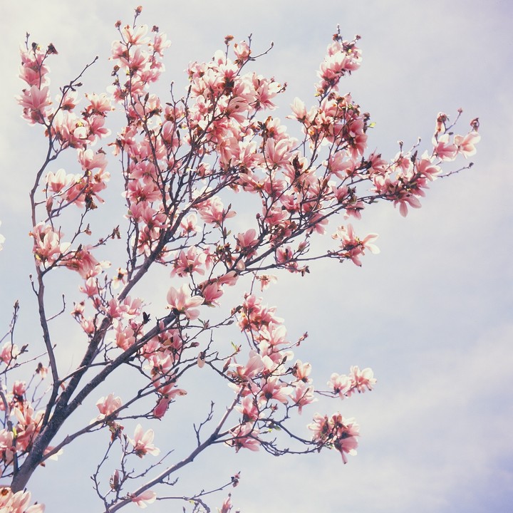A tree with pink blossoms is set against a bright sky.