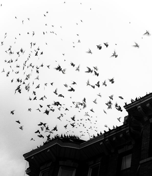 A large flock of birds takes flight from the roof of a building against a bright sky.