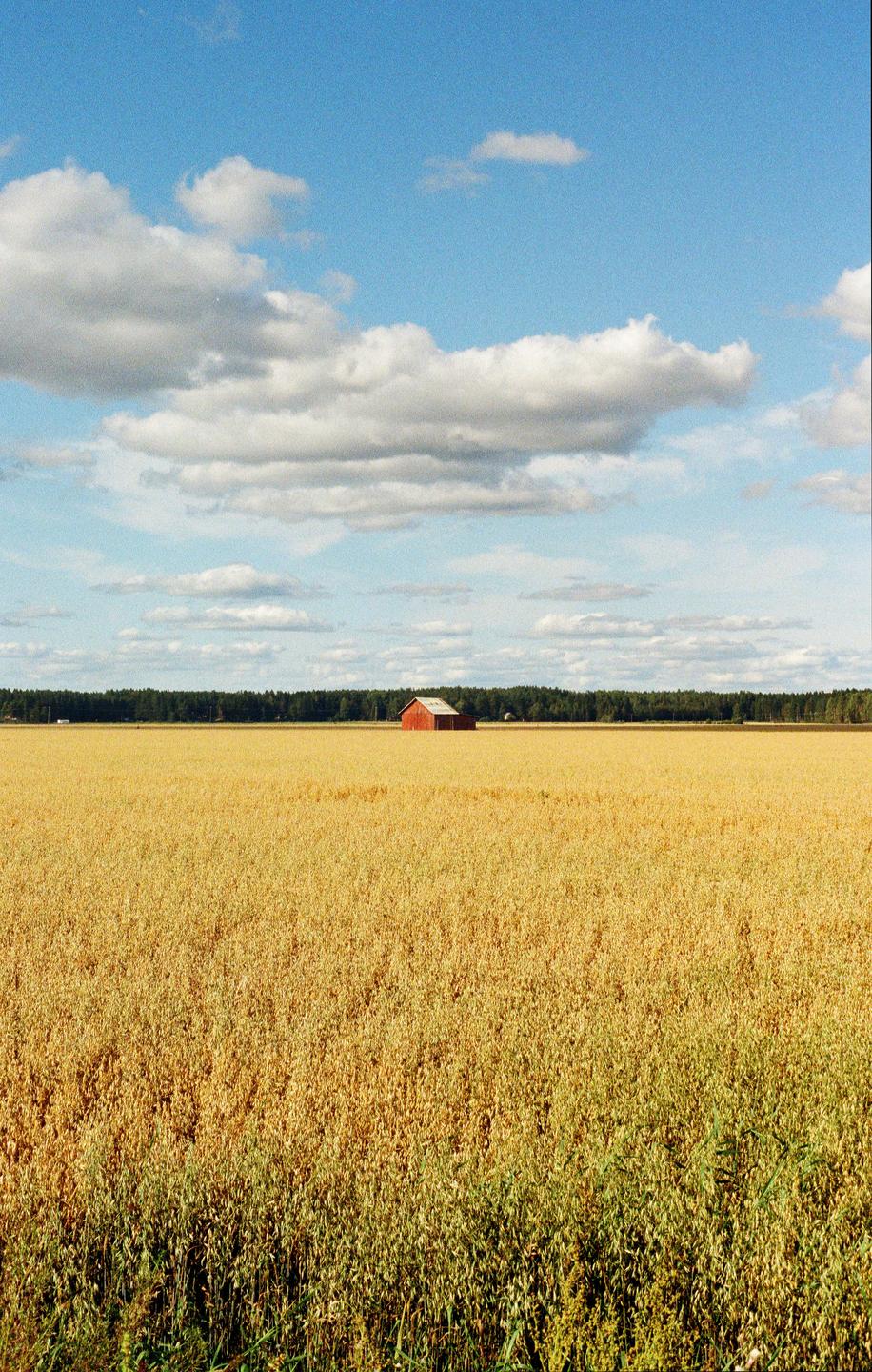 A red barn stands in a golden wheat field under a blue sky with clouds.