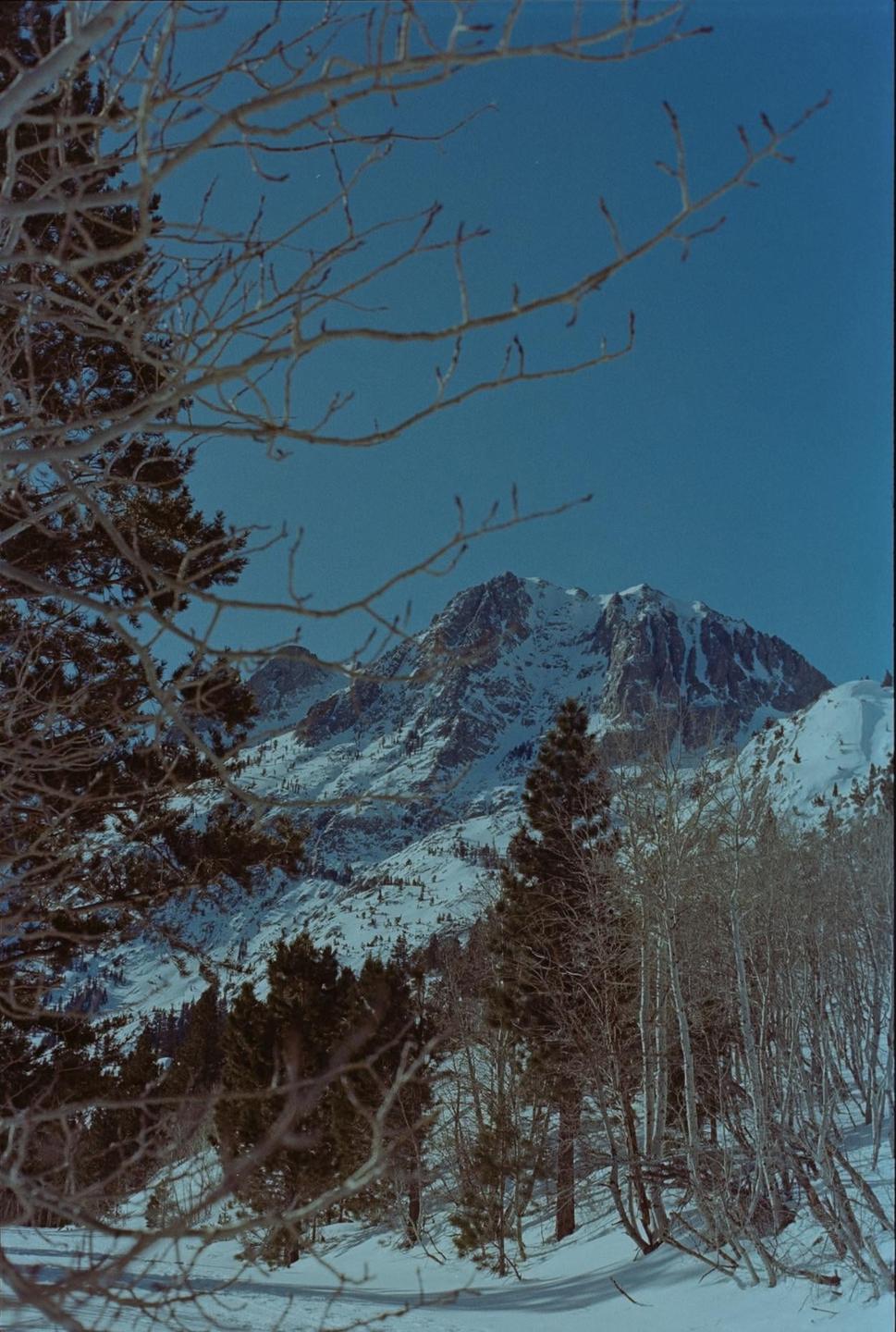 A snow-covered mountain rises behind a forest of pine and bare trees.