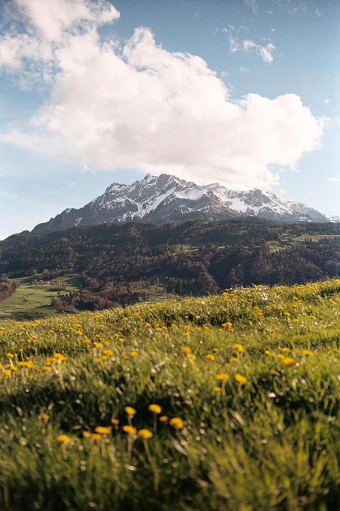 A field of yellow flowers in the foreground leads to a forest and snow-capped mountains under a cloudy sky.