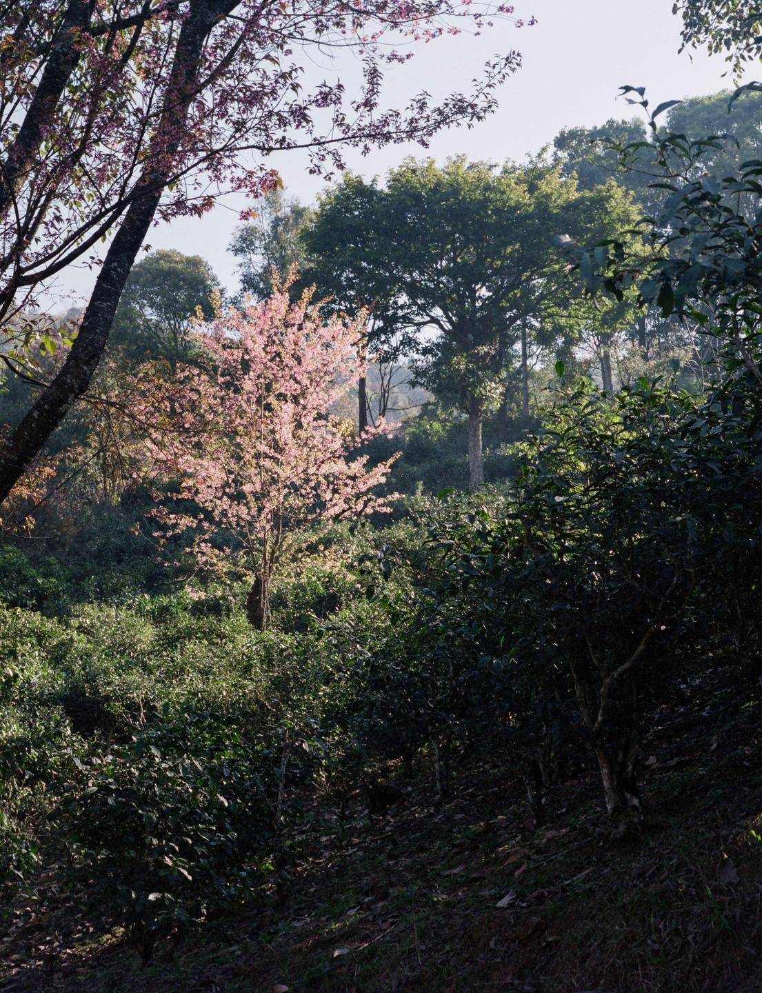 A pink blossom tree stands out among green trees and bushes on a hillside.