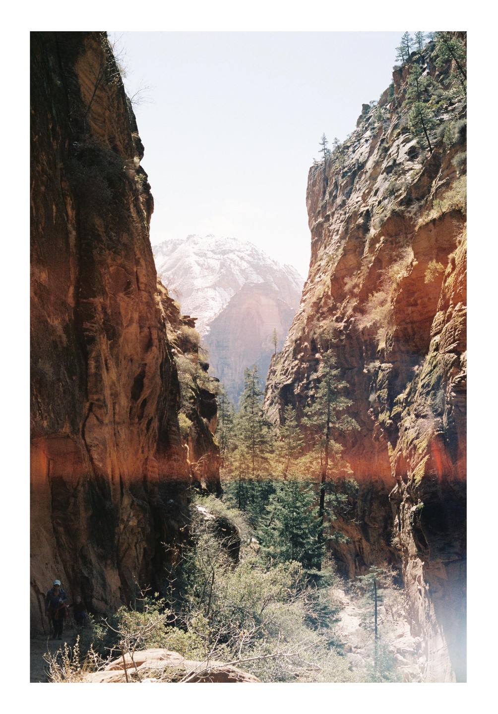 A person walks through a canyon with tall rock walls and pine trees, with a snow-capped mountain in the distance.