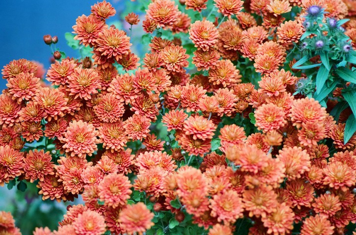 A dense cluster of orange chrysanthemum flowers fills the frame, with some green foliage and a blue background visible.