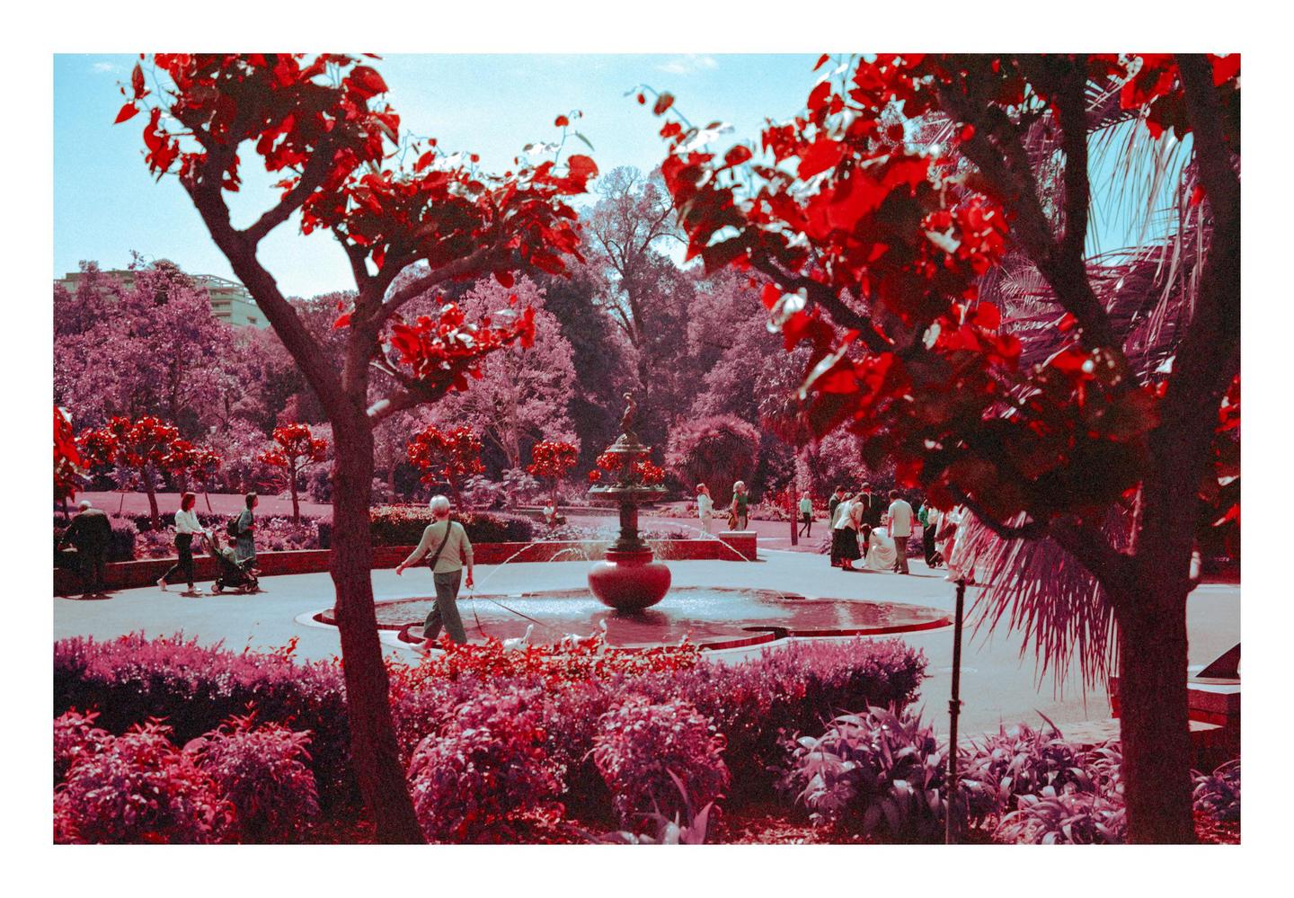 A park with a fountain and people walking around is seen through trees with red foliage.