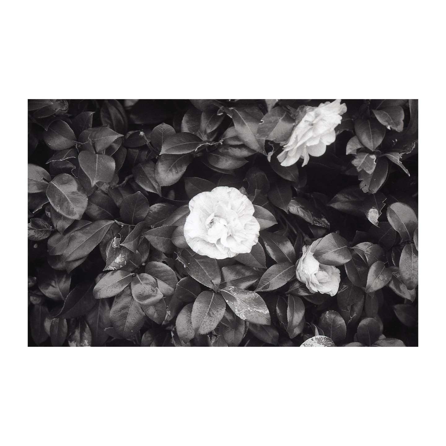 Three light-colored camellia flowers are nestled among dark leaves in a garden.