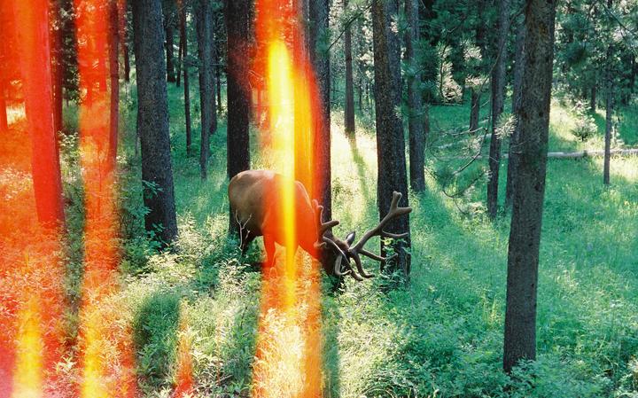 An elk with large antlers grazes in a forest with bright orange light leaks.