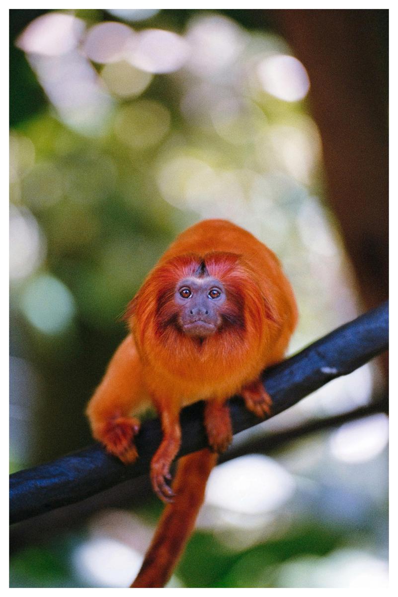 A golden lion tamarin with bright orange fur sits on a dark branch.