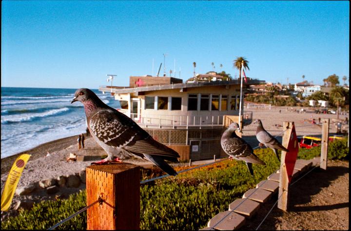 Three pigeons perch on a wooden fence overlooking a beach with a lifeguard station and ocean waves.