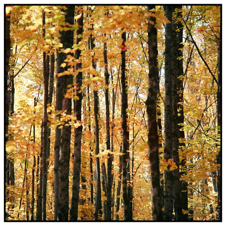 A dense forest of trees with bright yellow autumn foliage fills the frame.