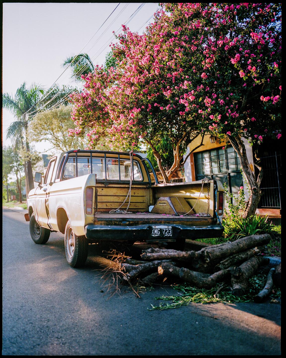 A yellow pickup truck is parked on a street next to a blooming pink tree with cut logs on the ground.