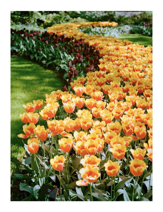A field of yellow and orange tulips grows in a garden next to a bed of dark red tulips.