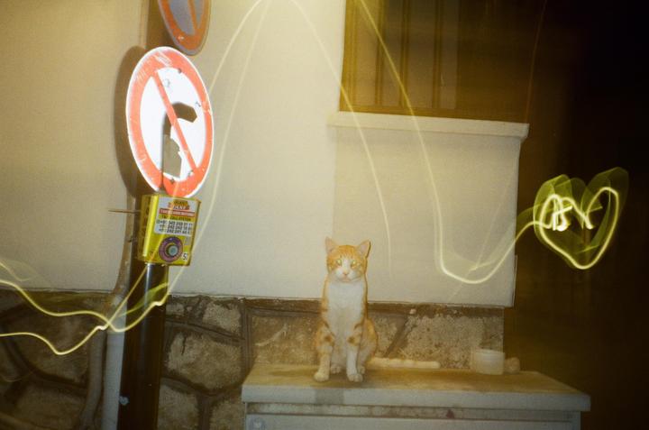 An orange and white cat sits on a ledge next to a no-turn sign with light trails in the foreground and background.