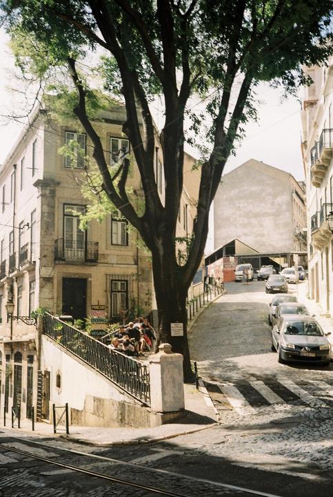 A large tree stands in the middle of a cobbled street with buildings and parked cars on either side.