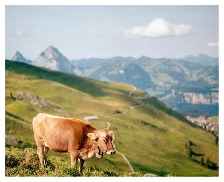 A brown cow with a bell around its neck stands on a grassy hillside with mountains in the background.