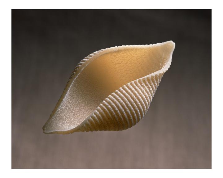 A single piece of conchiglione pasta is suspended against a dark background.