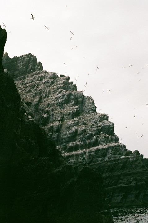 A flock of birds flies around a large, rocky cliff face that rises from the water.