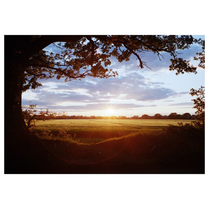 The sun sets over a field of crops, framed by the branches of a large oak tree.