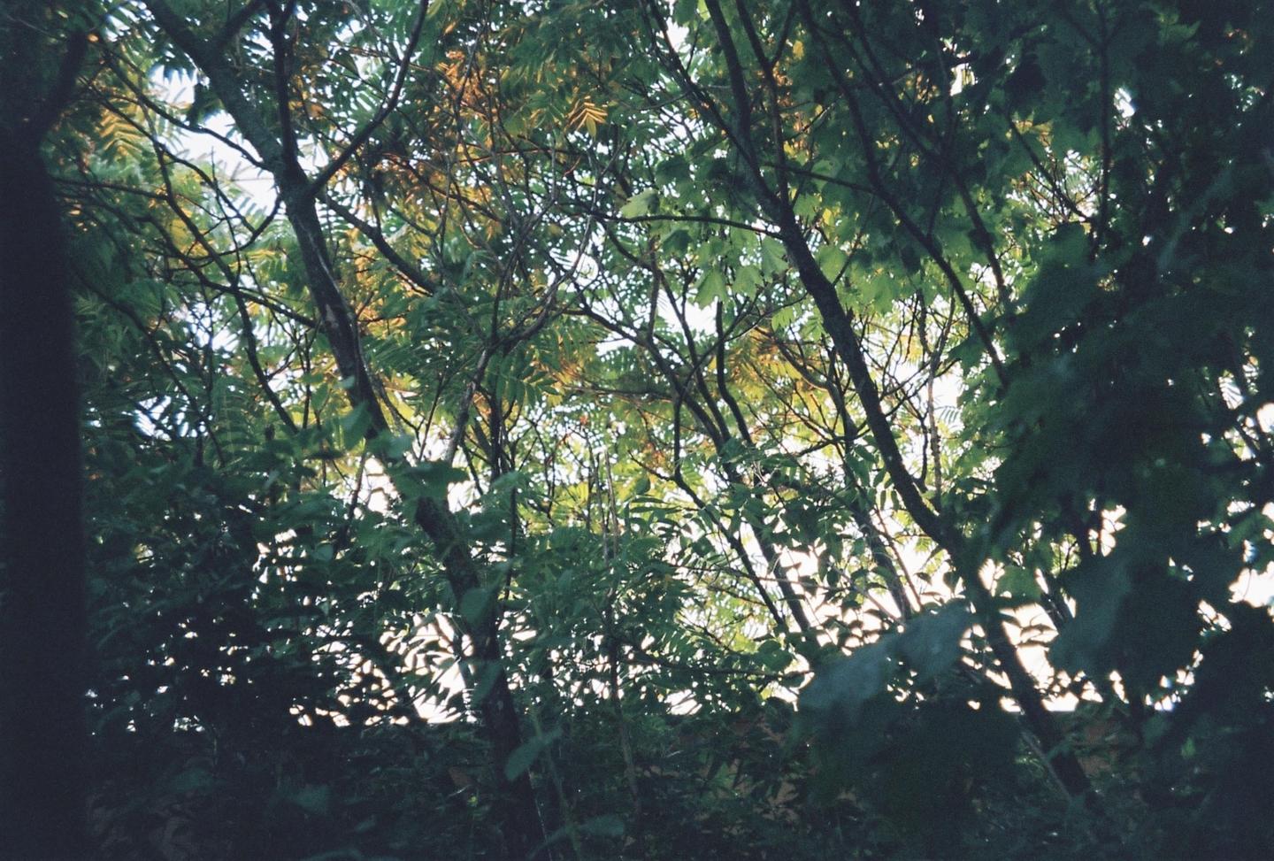 The sun shines through a dense canopy of green leaves and tree branches.