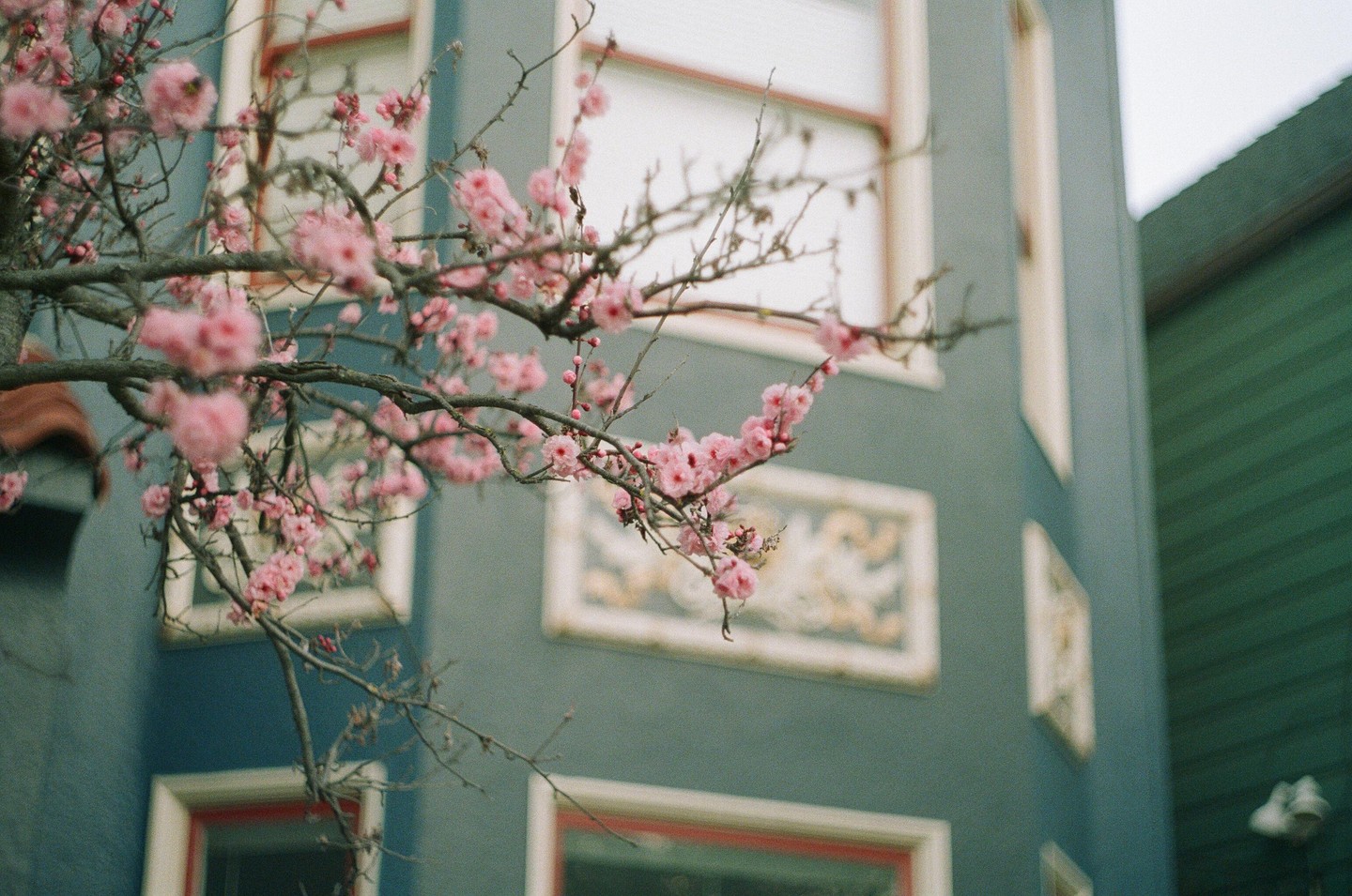 Pink blossoms on a tree branch are in the foreground of a teal building with white-framed windows and a green building.