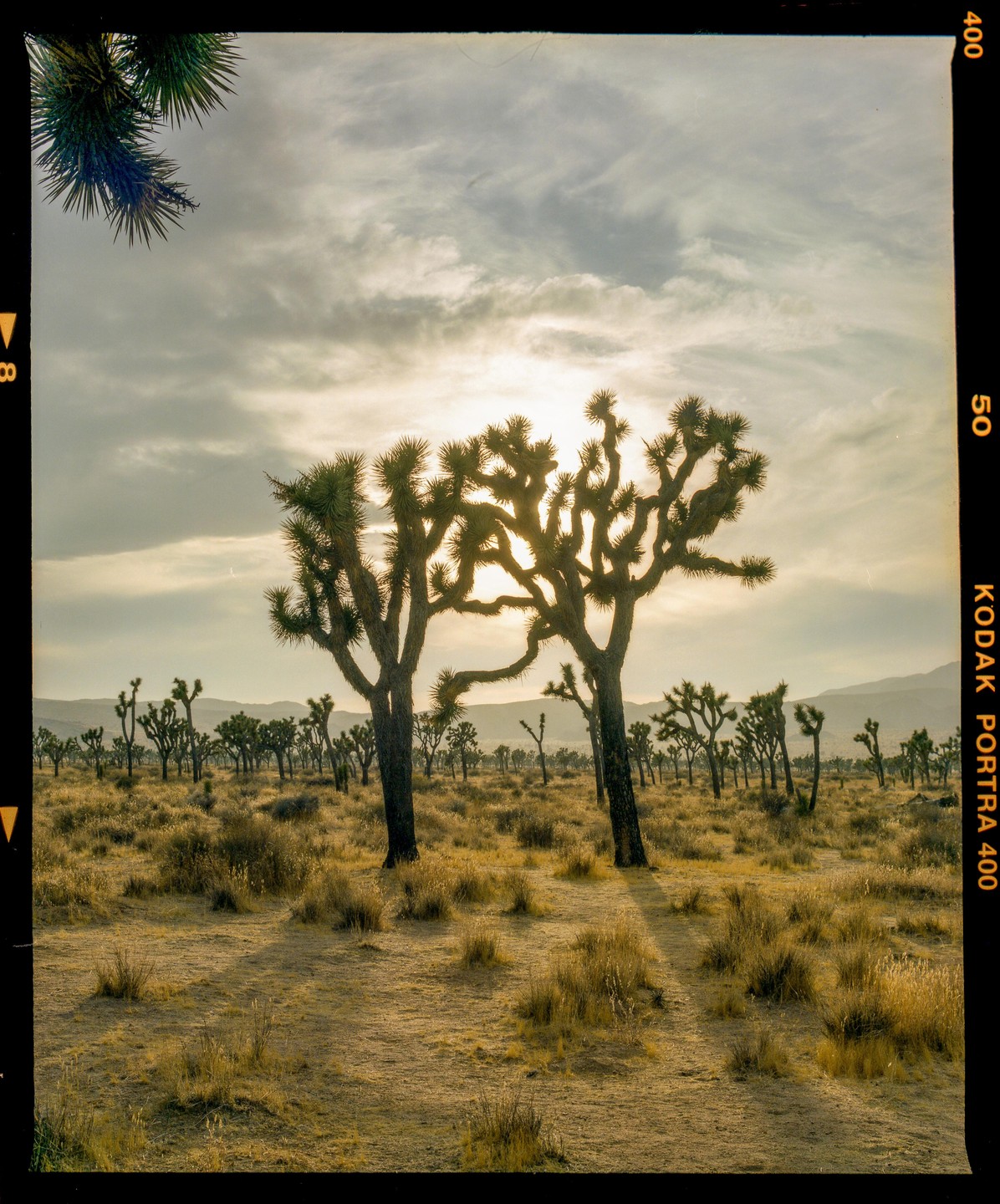 Two Joshua trees are silhouetted against a bright sky in a desert landscape.