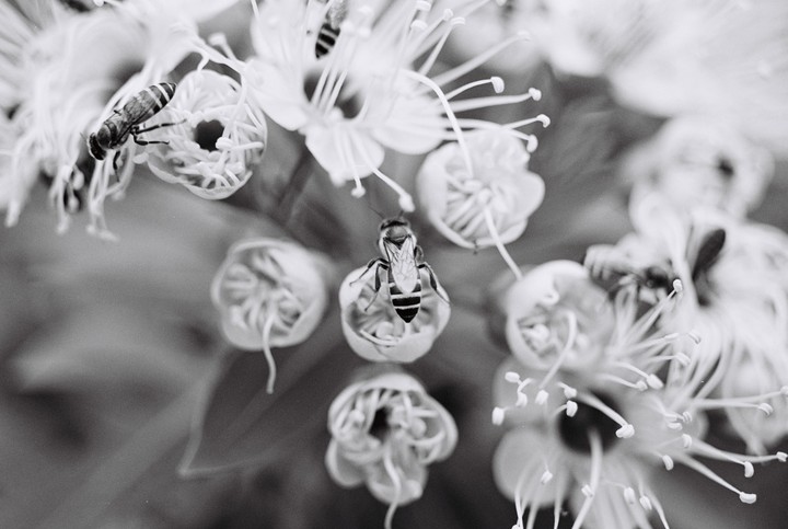 Three bees are visible on white blossoms with long stamens.