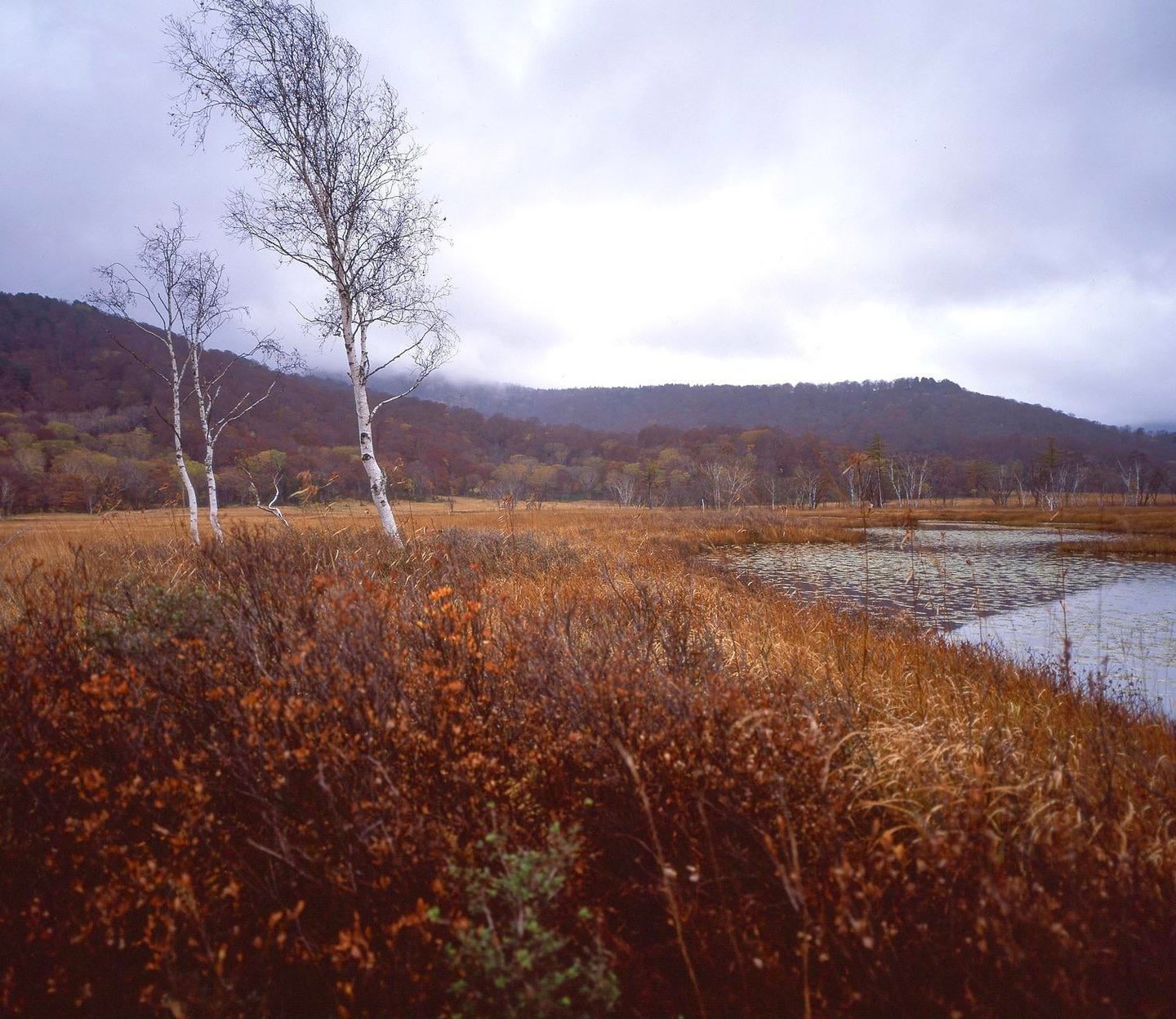 A marsh with white birch trees and autumn foliage on the surrounding hills is visible under a cloudy sky.