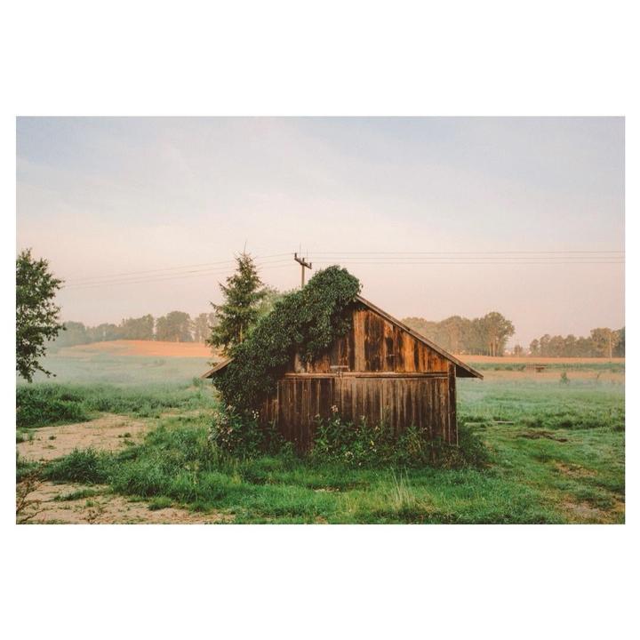 A wooden cabin with a vine growing on its roof stands in a grassy field under a hazy sky.
