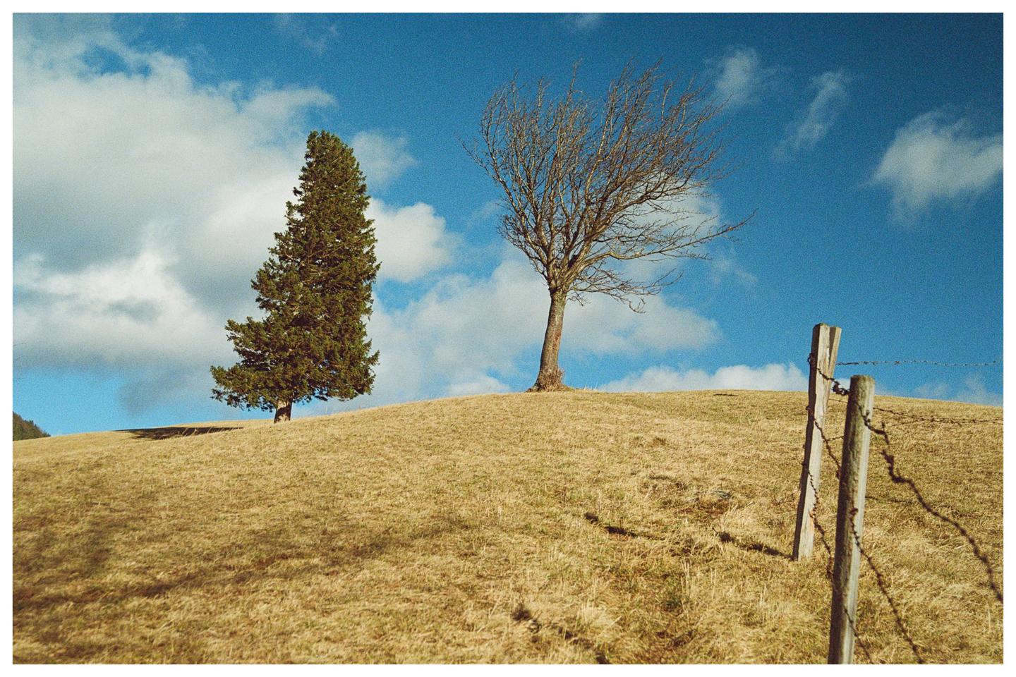 Two trees stand on a grassy hill under a blue sky with clouds, with a barbed wire fence in the foreground.