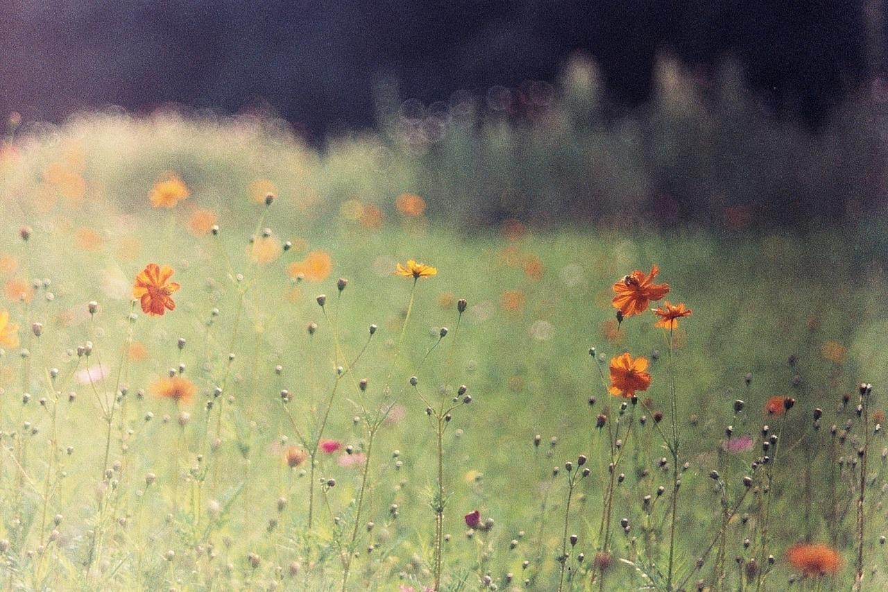 A field of orange and yellow cosmos flowers is in bloom.