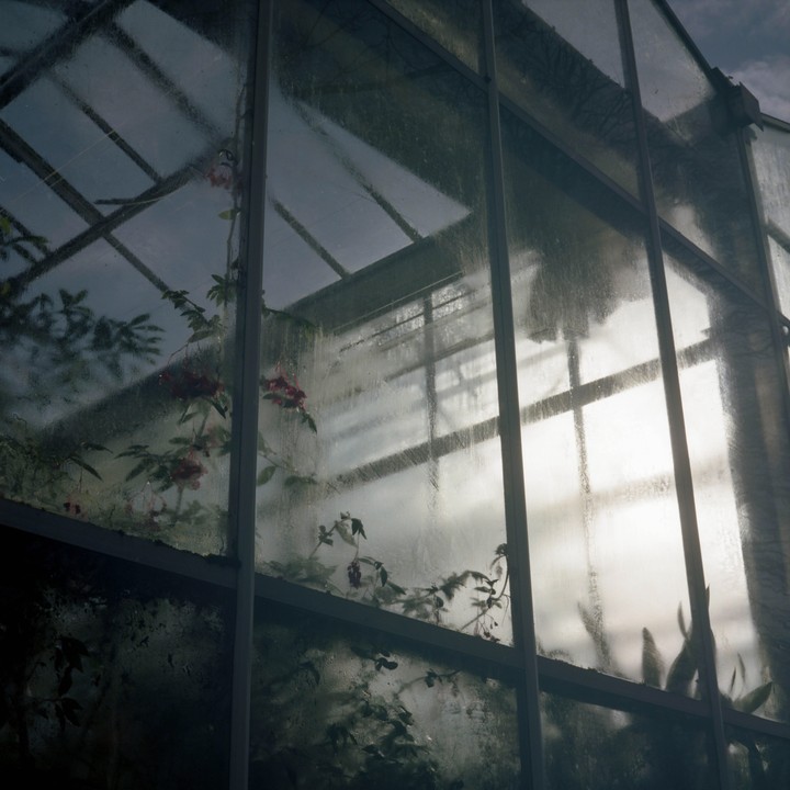 Plants are visible through the condensation-covered glass panels of a greenhouse.