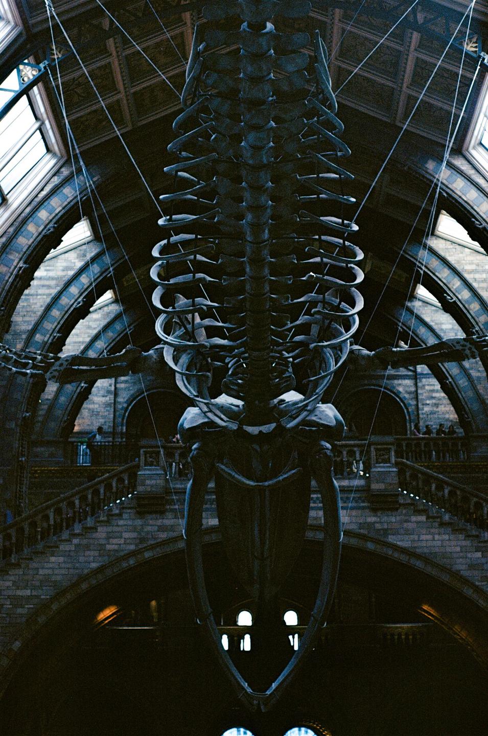 A large whale skeleton hangs from the ceiling of a museum with arched windows and staircases.