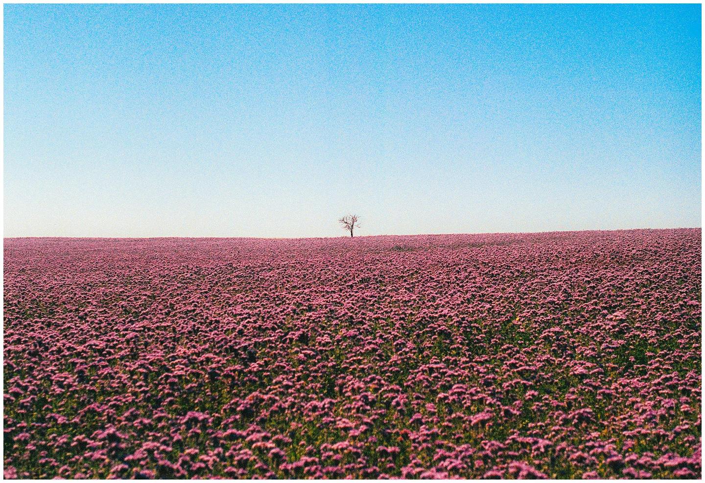 A lone tree stands in the middle of a vast field of purple flowers under a clear blue sky.