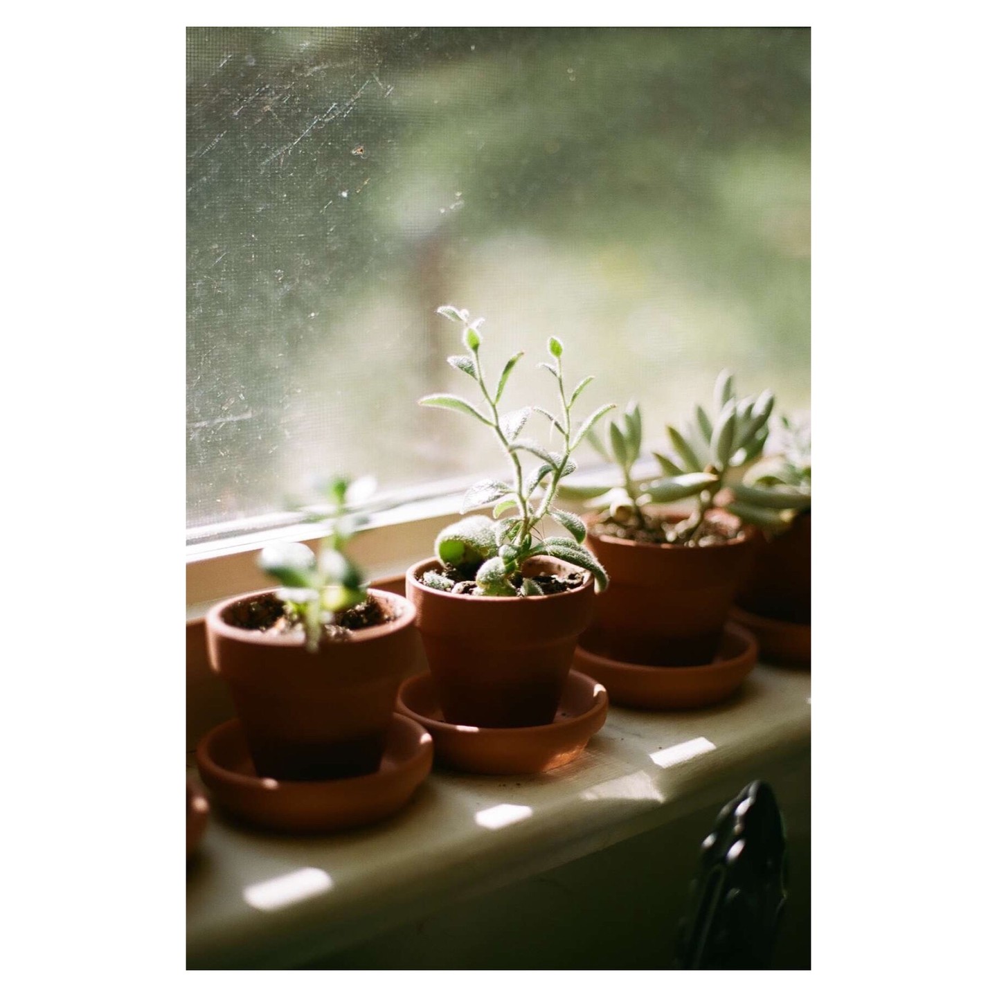 Several small potted plants sit on a sunlit windowsill.