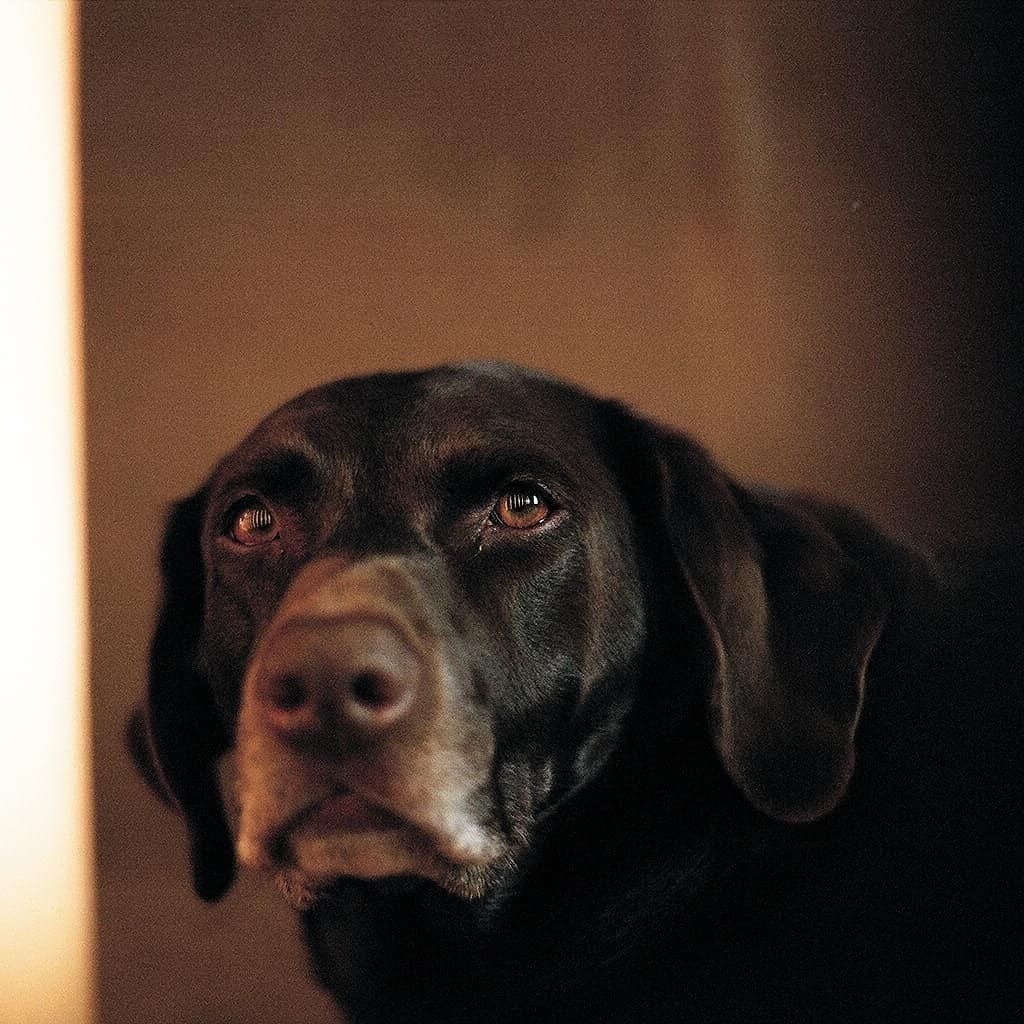 A dark brown labrador looks up with light reflecting in its eyes.