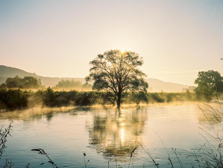 A tree stands in a river with mist rising from the water at sunrise.