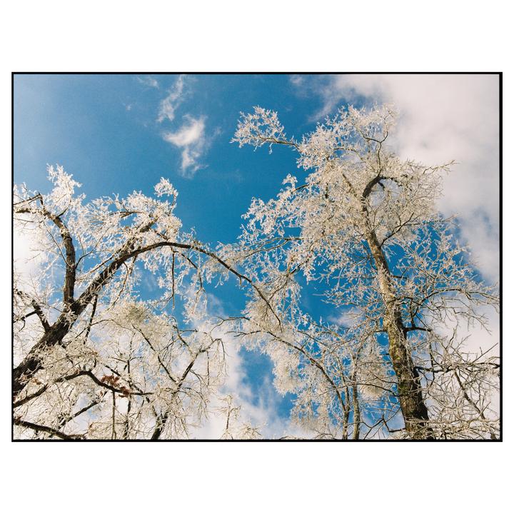 Two trees covered in ice are viewed from below against a bright blue sky with white clouds.
