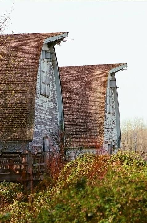 Two weathered barns with gambrel roofs are partially obscured by overgrown bushes and trees.