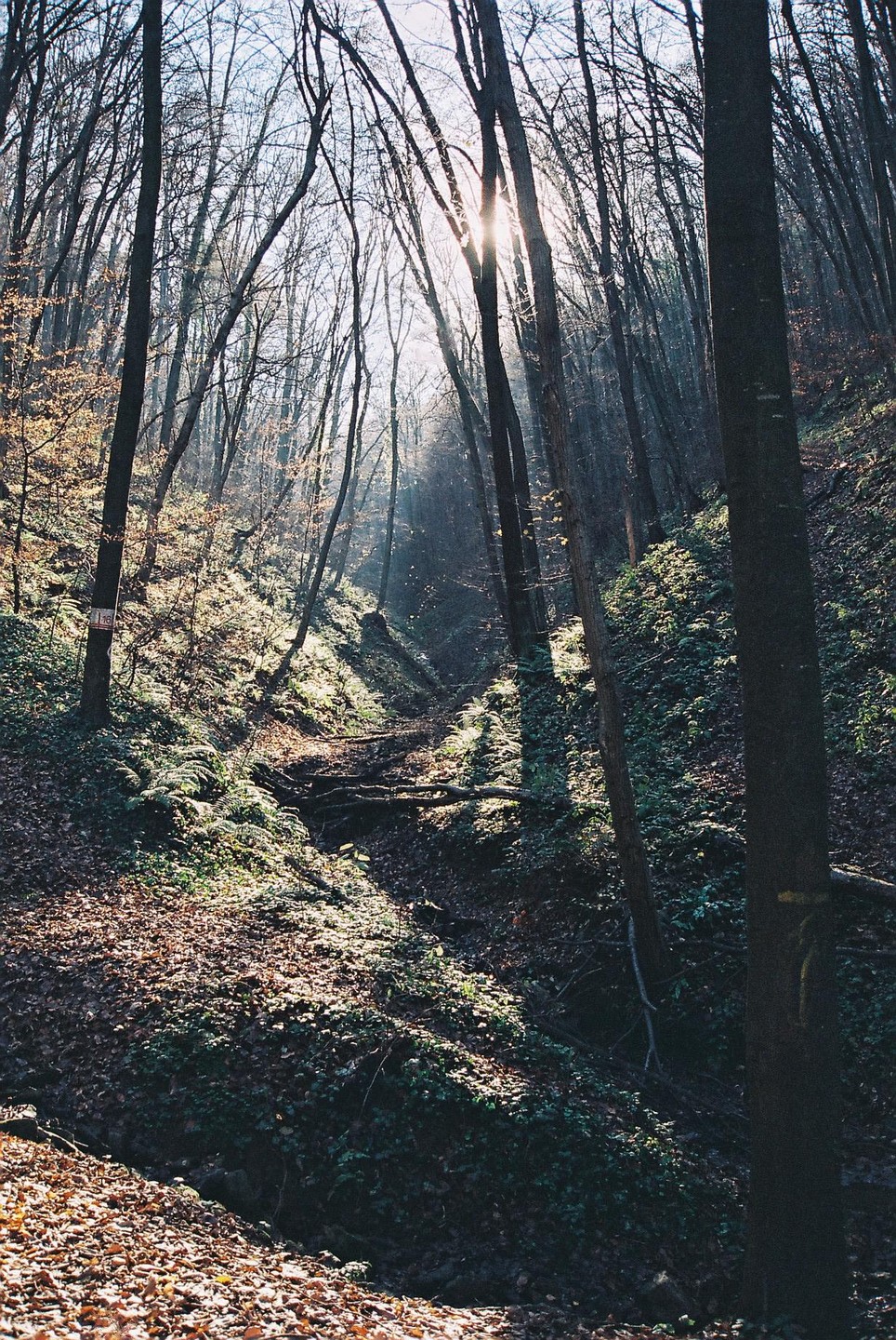 Sunlight streams through tall, bare trees into a forest valley covered in fallen leaves and green undergrowth.