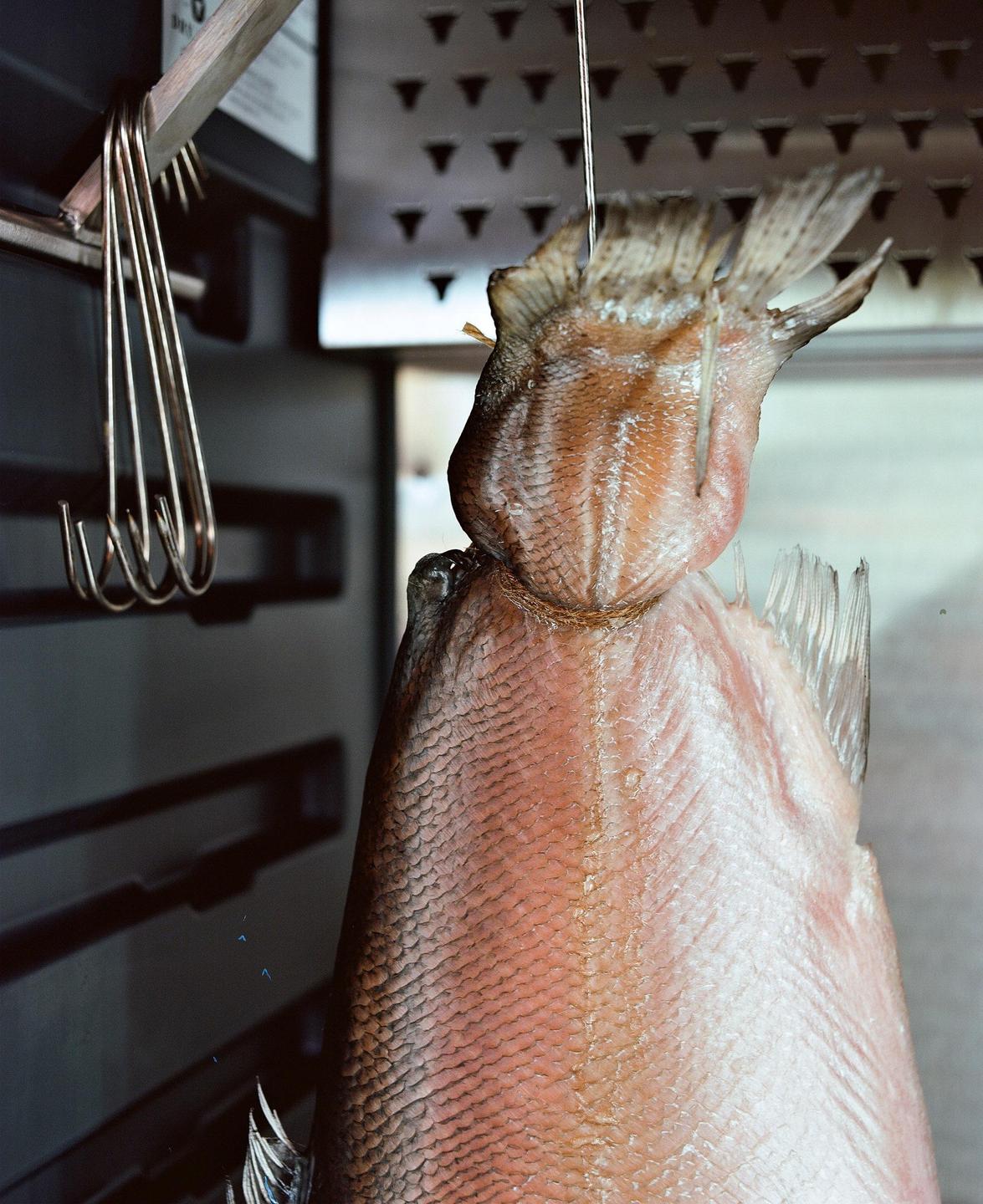 A fish is hanging by its tail from a metal hook inside a smoker.