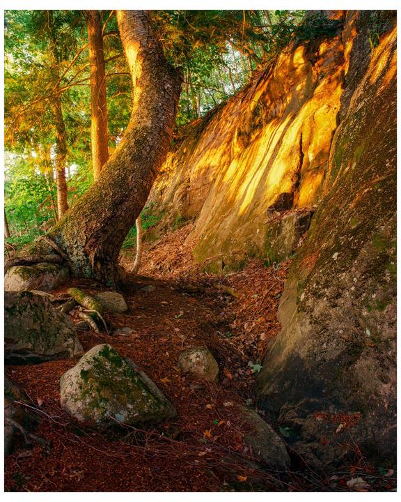 A tree trunk leans against a sunlit rock face in a forest.